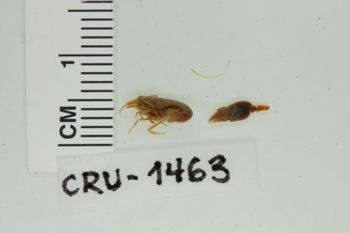 Media type: image; Invertebrate Zoology CRU-1463   Description: Preserved specimen.;
